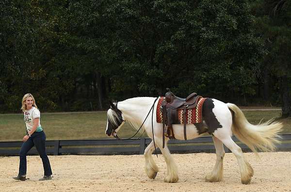 family-gypsy-vanner-horse