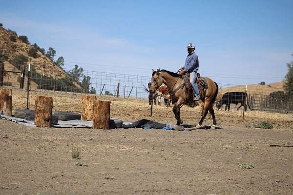 buckskin-rear-socks-horse