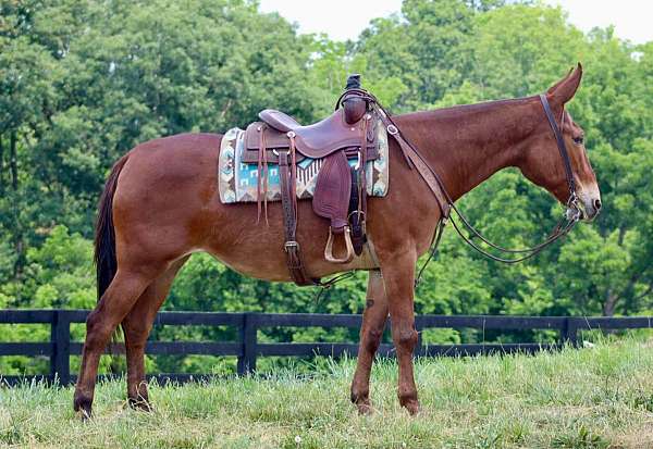 buckskin-rear-socks-horse