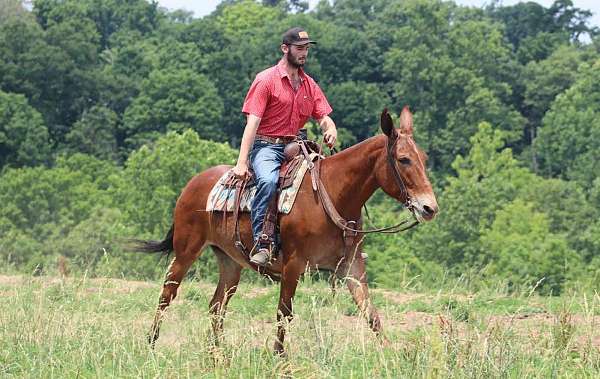 ability-quarter-horse