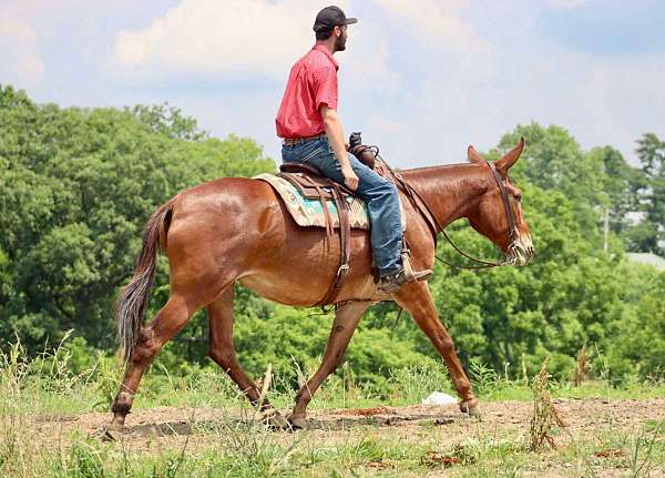 advanced-quarter-horse