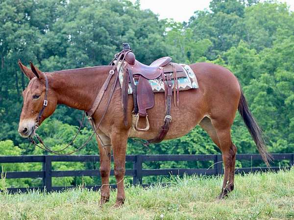 all-around-quarter-horse