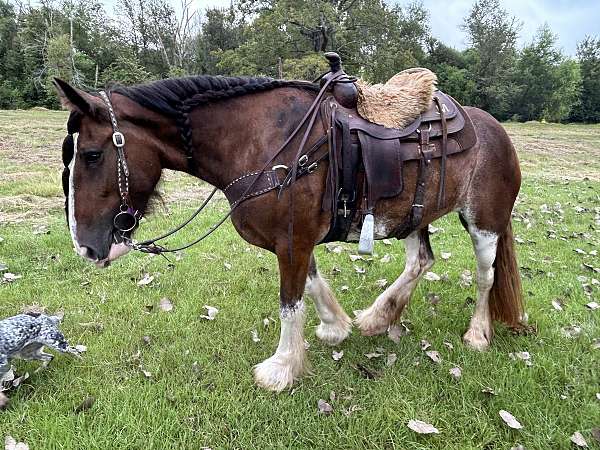 bay-overo-stripe-horse