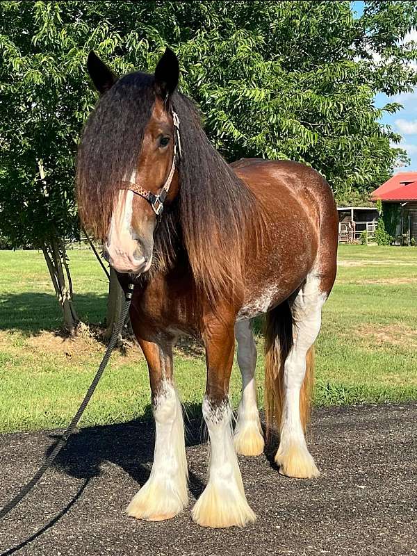 bay-overo-stripe-horse