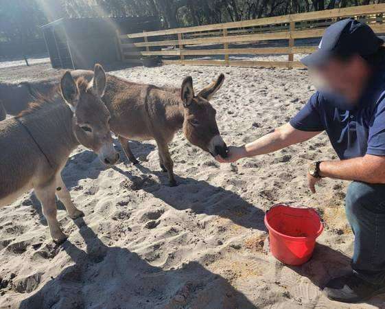 ranch-stallion-donkey-spotted-donkey