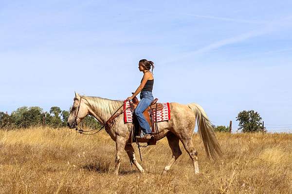 palomino-blaze-rear-socks-horse