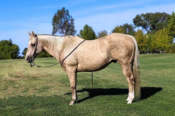 beginner-safe-quarter-horse