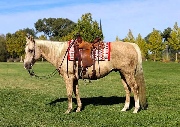 ranch-work-quarter-horse