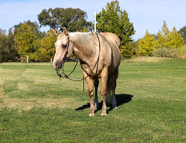 family-horse-quarter