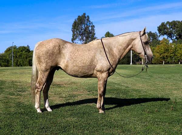 trail-quarter-horse