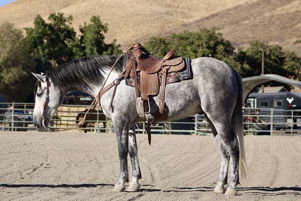 palomino-blaze-rear-socks-horse