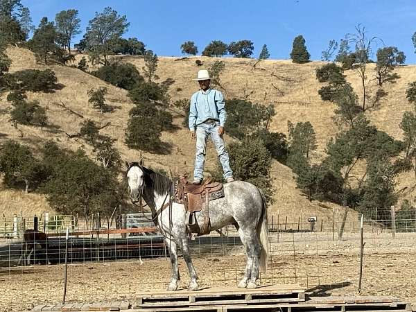 ranch-work-quarter-horse