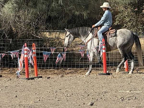 ambitious-quarter-horse