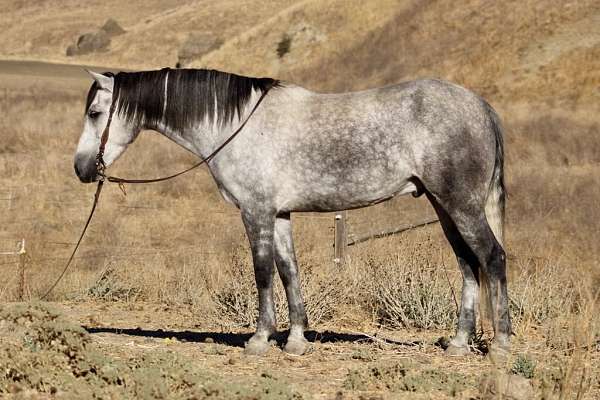 around-quarter-horse