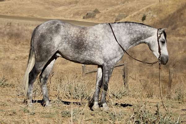 athletic-quarter-horse