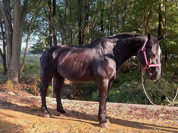 16-hand-percheron-mare