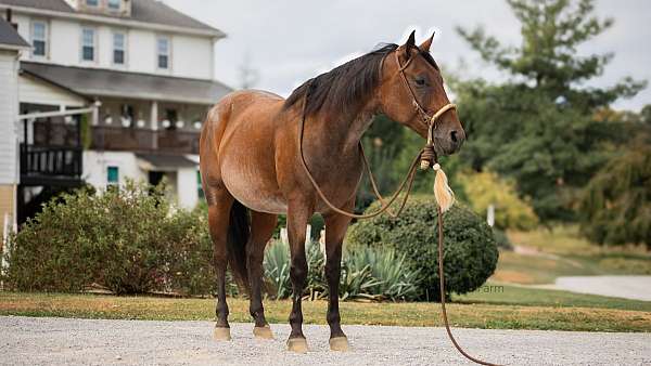 beginner-quarter-horse