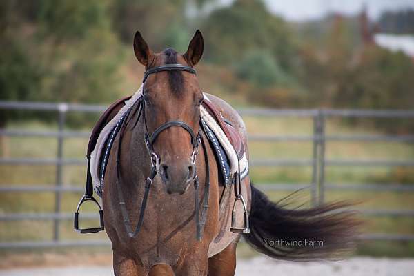 husband-safe-quarter-horse