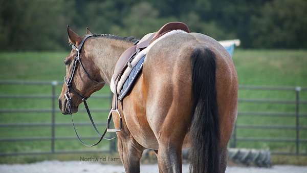 jumping-quarter-horse