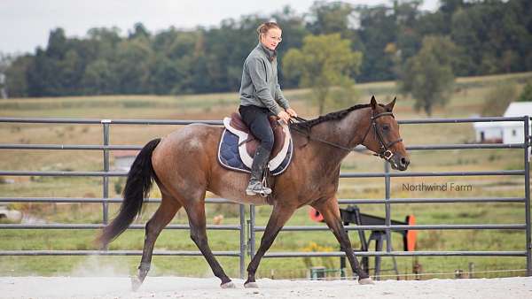 kid-safe-quarter-horse