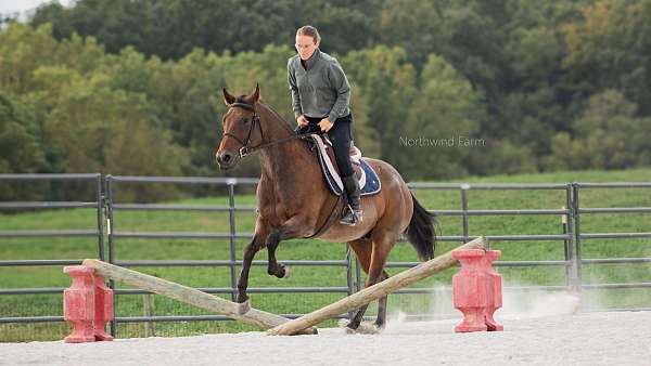 ranch-quarter-horse