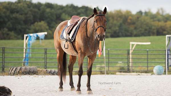 trail-quarter-horse