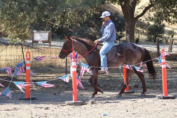 beginner-safe-quarter-horse