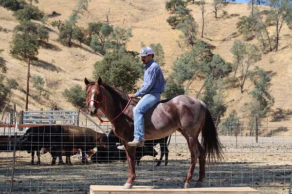 ranch-work-quarter-horse