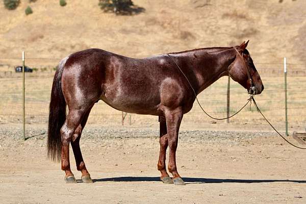 red-roan-none-horse