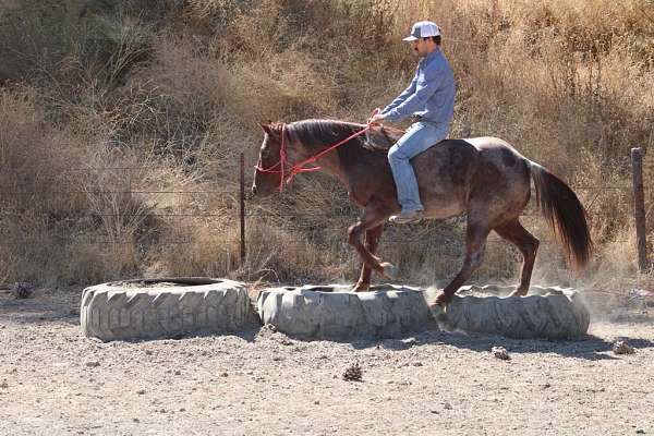 all-around-quarter-horse