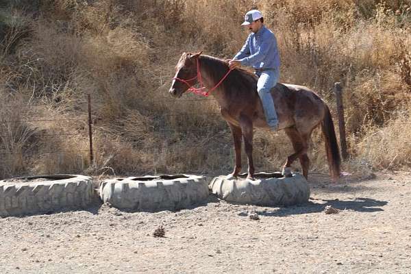 family-horse-quarter