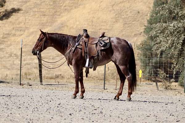 husband-safe-quarter-horse