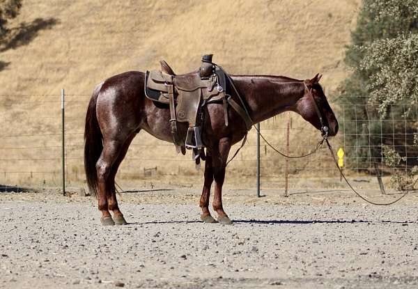 kid-safe-quarter-horse