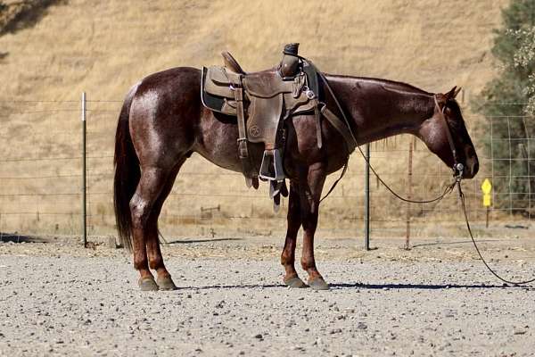 ranch-quarter-horse