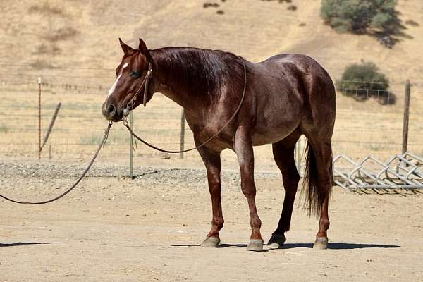 ranch-versatility-quarter-horse