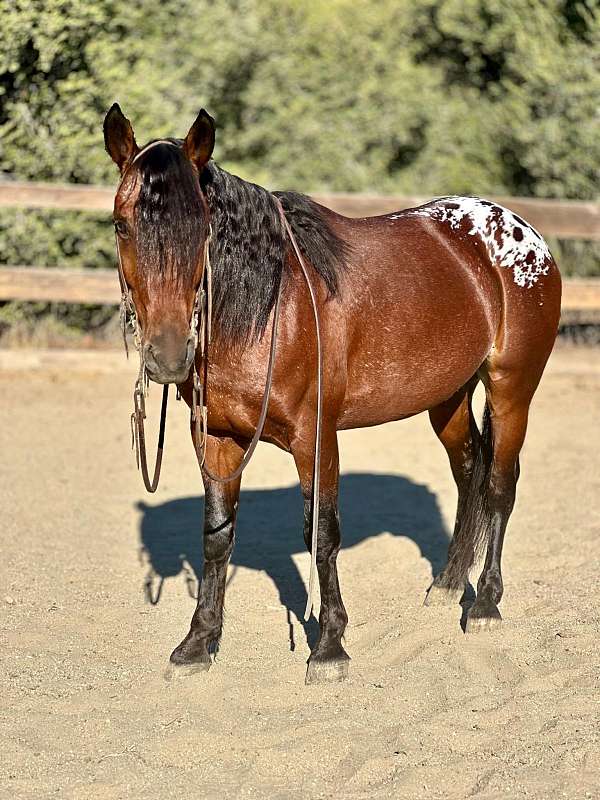 red-roan-none-horse