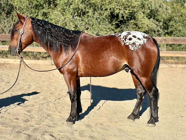 beginner-safe-quarter-horse