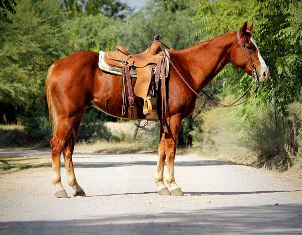 beginner-safe-quarter-horse