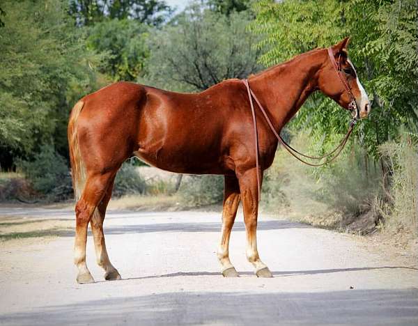 chestnut-blaze-horse