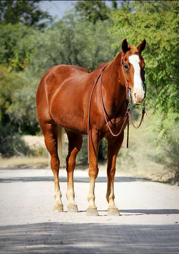 ranch-work-quarter-horse