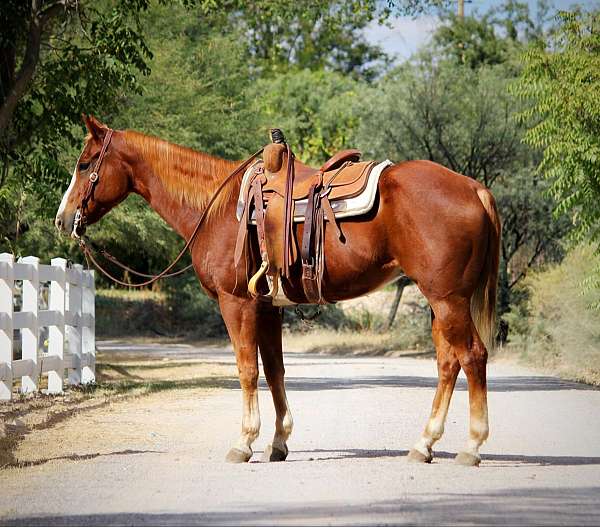 family-horse-quarter