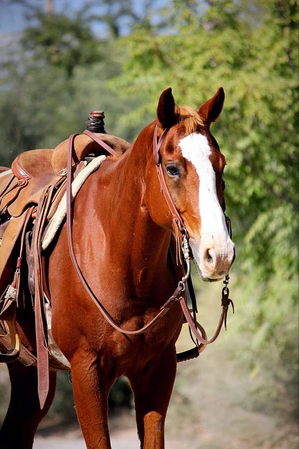 trail-quarter-horse