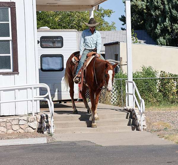 all-around-quarter-horse