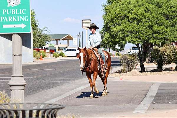 athletic-quarter-horse