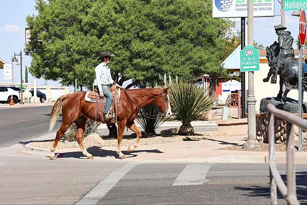 experienced-quarter-horse