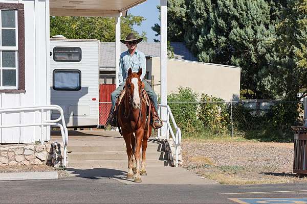 husband-safe-quarter-horse