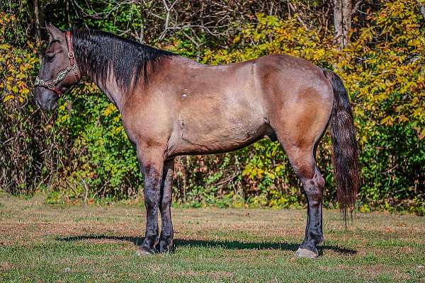 chestnut-blaze-horse