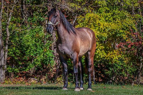 trail-quarter-horse