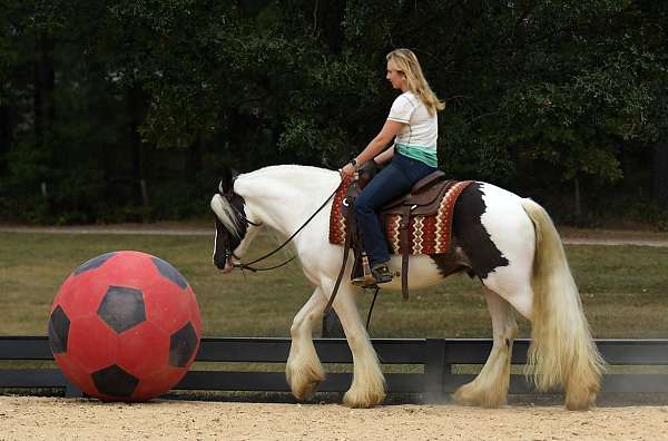 piebald-western-dres-horse