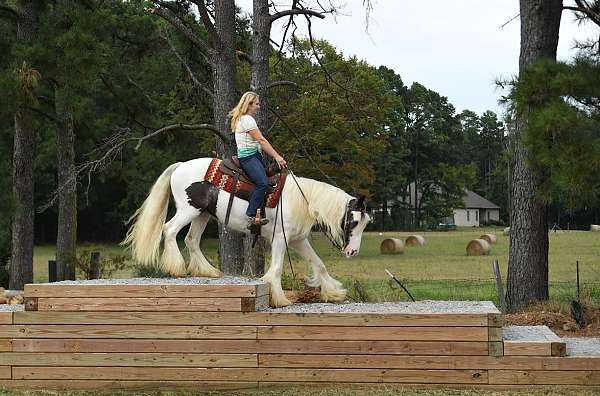 western-dres-gypsy-vanner-horse